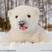 小崽子熊