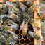 Queen Bee