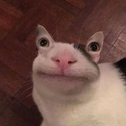 im cat