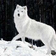 Wolf avatar