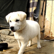 너희집 강아지 이름 109