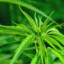 M de Cannabis