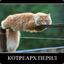 Котреарх перил