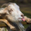 baby-GOAT
