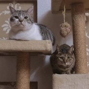 诚招海双3-4队友