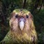 Kakapo Bird