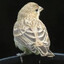 birdietoldme