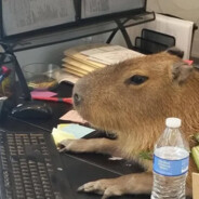 [CAPIVARA'S] victorcast0r's avatar