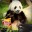 Panda: State of Mind