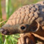 COUSIN LE PANGOLIN