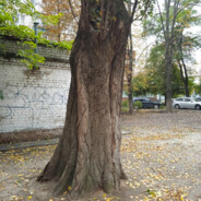 Wise mistical tree