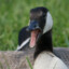 Nordic goose