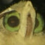 Lis