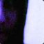 Diabolia