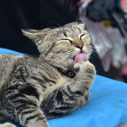 阿丸今天上线了