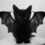 catbat