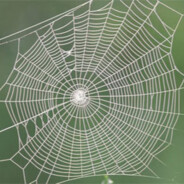 🕸️Sedita de Araña🕸