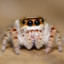 Salticidae