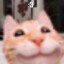 DinningCAT