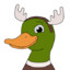 Moose The Duck