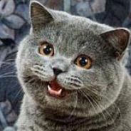 Happy Cat