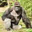 Harambe