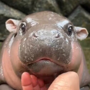 homo ergaster