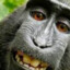 macaco