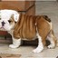 Bulldog