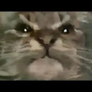 TRAP БОРЬКА, ебет ва