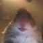 el gato