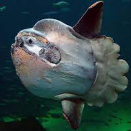 Sunfish