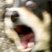 布利啾啾迪不利多