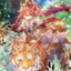 沧笙