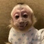 dg