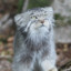 PallasCat