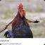 Steve The Rooster