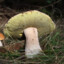 Fungus Mangagus