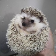 一袋米要扛几个萌