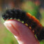 Woolly Bear