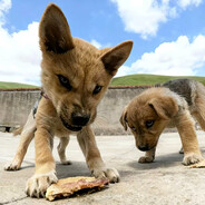蜡库抖子·急即扬养德