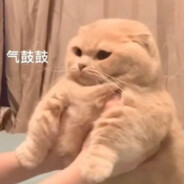 我不是哇哒吸蛙