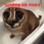 Флёпа не поел