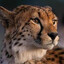 CheetahareFast
