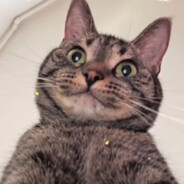 喵老大_MiaoLD avatar