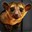 Kinkajou