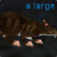 a large rat