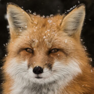 ✯ Ecli'𝟔𝟔𝟕