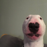Large Tubular Digesting Worm avatar