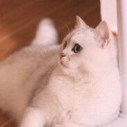 金陵副将马国成